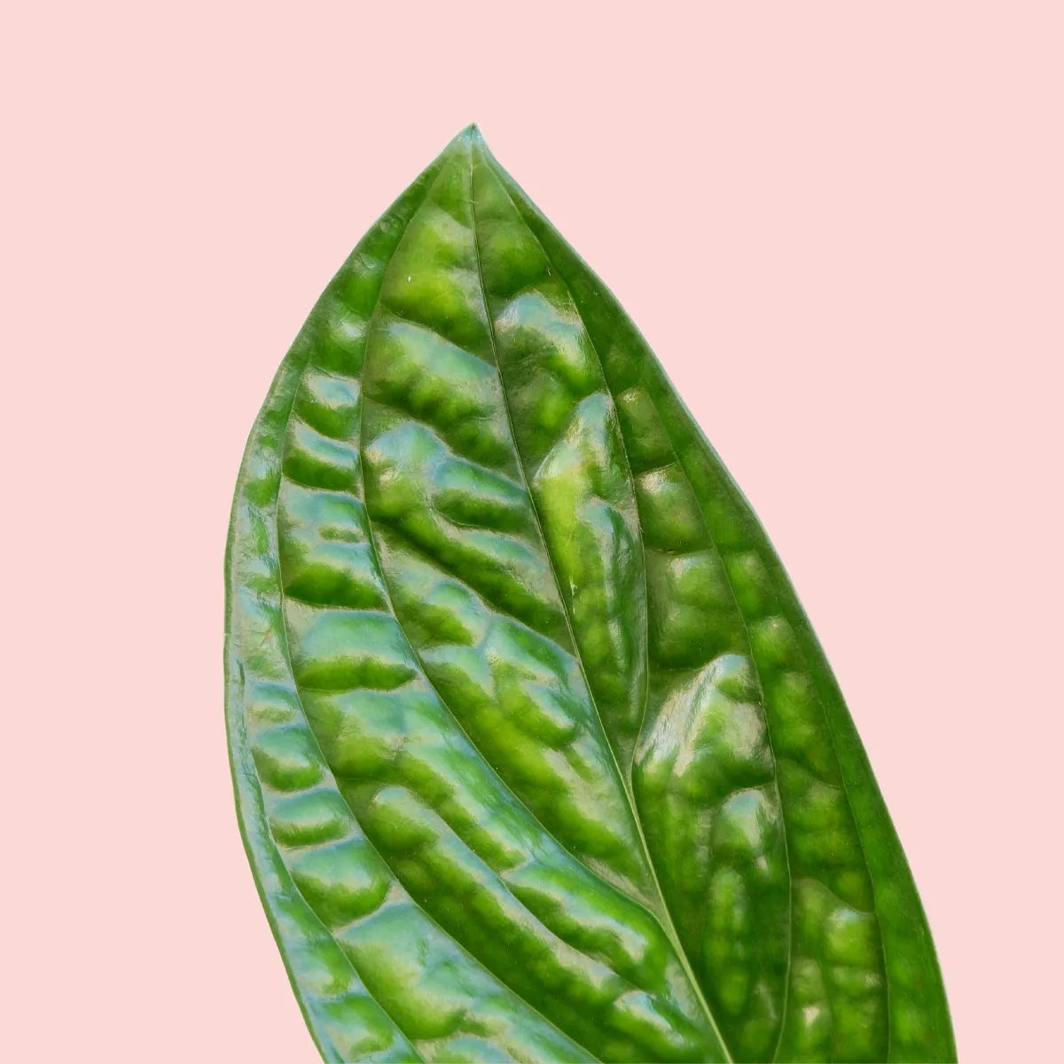Monstera Peru