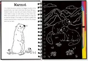 Scratch & Sketch Llamas & Friends
