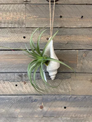 Shell with Succulent Ornamental Plant